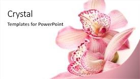  Presentation with orchid - Audience pleasing presentation consisting of two pink orchids on white backdrop and a white colored foreground