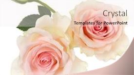  Presentation with rose flower - Colorful presentation enhanced with two pink roses isolated backdrop and a sky blue colored foreground