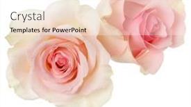  Presentation with pink rose - Presentation design having two-pink-roses-isolated-over background and a white colored foreground