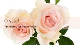  Presentation with rose flower - Presentation design having two-pink-roses-isolated-over background and a lemonade colored foreground