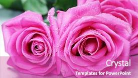  Presentation with singled green pink rose - Audience pleasing presentation theme consisting of two pink roses studio shot backdrop and a purple colored foreground