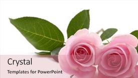  Presentation with pink roses - PPT theme consisting of two pink roses background and a coral colored foreground