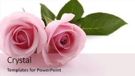  Presentation with pink roses - Beautiful PPT theme featuring two pink roses backdrop and a coral colored foreground
