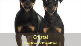  Presentation with standing sitting - Slides enhanced with two pinscher sitting standing and looking at the camera background and a tawny brown colored foreground