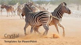  Presentation with national - Theme having two-plains-zebra-stallions-equus background and a coral colored foreground