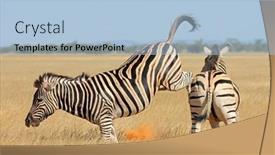  Presentation with national - Slide deck enhanced with two-plains-zebra-stallions-equus background and a  colored foreground