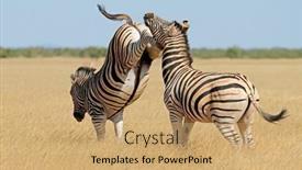  Presentation with national - Slide set enhanced with two-plains-zebra-stallions-equus background and a coral colored foreground