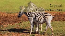  Presentation with south africa - Slide deck consisting of two-plains-zebras-equus-burchelli background and a yellow colored foreground