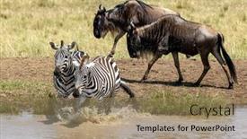  Presentation with kenya - Presentation theme enhanced with two-plains-zebras-equus-quagga background and a coral colored foreground