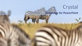  Presentation with kenya - PPT theme enhanced with two-plains-zebras-equus-quagga background and a  colored foreground