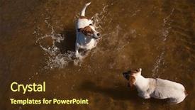  Presentation with russell - Audience pleasing slide deck consisting of two playful jack russell terrier dogs playing in the water backdrop and a tawny brown colored foreground