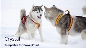  Presentation with husky - Beautiful PPT layouts featuring two playing siberian husky dogs backdrop and a sky blue colored foreground