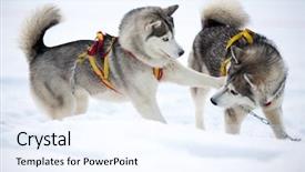  Presentation with dog sled - Colorful PPT theme enhanced with two playing siberian husky dogs backdrop and a sky blue colored foreground