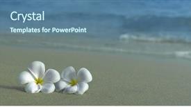 Presentation with plumeria - Slide deck consisting of two plumeria flowers on the sand on the beach background and a ocean colored foreground
