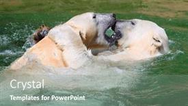  Presentation with sea - PPT theme enhanced with two-polar-bears-are-playing background and a gray colored foreground