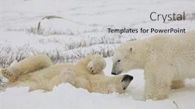  Presentation with manitoba - Cool new PPT theme with two-polar-bears-in-churchill backdrop and a light gray colored foreground