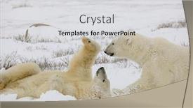  Presentation with manitoba - PPT layouts consisting of two-polar-bears-in-churchill background and a light gray colored foreground