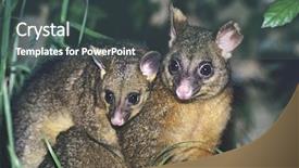  Presentation with nurse in night duty - Colorful presentation theme enhanced with australian animals - two possoms in grass backdrop and a dark gray colored foreground
