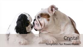  Presentation with puppy english cocker spaniel - PPT theme enhanced with two puppies - american cocker spaniel background and a mint green colored foreground