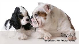  Presentation with puppy english cocker spaniel - Cool new presentation design with two puppies - american cocker spaniel backdrop and a  colored foreground