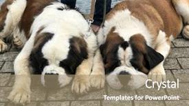  Presentation with pure water - Slide deck with two pure breed saint bernard background and a coral colored foreground