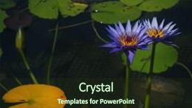  Presentation with purple green - Theme enhanced with two purple lotus flowers and green leaves on a pond background and a tawny brown colored foreground