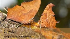  Presentation with butterflies - Presentation theme consisting of two question mark butterflies feeding background and a gold colored foreground