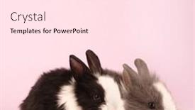  Presentation with pink - Slide set enhanced with two-rabbits-bunnies-on-trendy background and a pink colored foreground