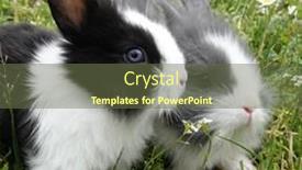  Presentation with beautiful spring flowers - PPT layouts having two-rabbits-bunnies-outdoor background and a tawny brown colored foreground