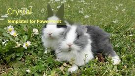  Presentation with beautiful spring flowers - Slide deck with two-rabbits-bunnies-outdoor background and a tawny brown colored foreground