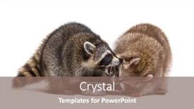  Presentation with eat - Beautiful slide deck featuring two-raccoons-fighting-to-eat backdrop and a violet colored foreground