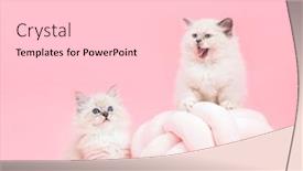  Presentation with cats - Amazing presentation theme having two-ragdoll-cats-small-cute backdrop and a lemonade colored foreground