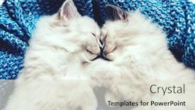  Presentation with cats - Presentation design having two-ragdoll-cats-small-kittens background and a sky blue colored foreground