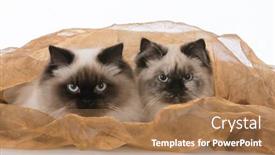  Presentation with cats - Presentation theme enhanced with two ragdoll cats under a blanket background and a coral colored foreground