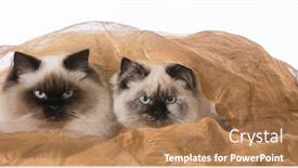  Presentation with cats - Slide deck enhanced with two ragdoll cats under a blanket background and a coral colored foreground