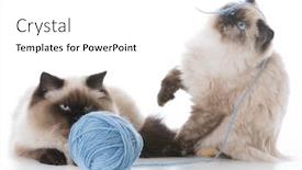  Presentation with yarn - Cool new presentation theme with two ragdoll kittens playing with a ball of yarn on white background backdrop and a white colored foreground