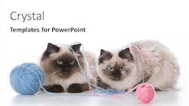  Presentation with yarn - Audience pleasing slide set consisting of two ragdoll kittens playing with a ball of yarn on white background backdrop and a white colored foreground