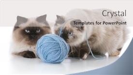  Presentation with yarn - Cool new slides with two ragdoll kittens playing with a ball of yarn on white background backdrop and a light gray colored foreground