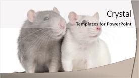  Presentation with white rat - Cool new slides with two rats 12 months old backdrop and a light gray colored foreground