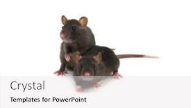  Presentation with rats - Cool new presentation design with two-rats-on-white-background backdrop and a light gray colored foreground