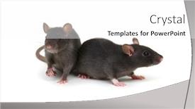  Presentation with rats - Presentation theme having two-rats-on-white-background background and a white colored foreground