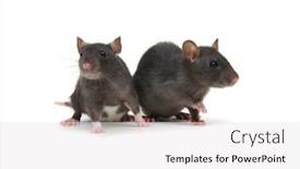  Presentation with rats - Slide set enhanced with two-rats-on-white-background background and a white colored foreground
