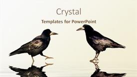  Presentation with raven - 