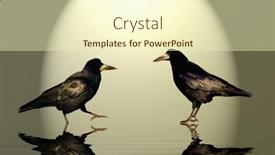  Presentation with raven - 