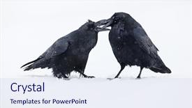  Presentation with raven - Presentation theme featuring two ravens in winter background and a sky blue colored foreground