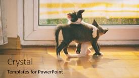  Presentation with cats - PPT layouts with two-recently-adopted-cats-playing background and a coral colored foreground