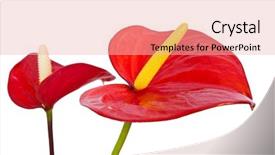  Presentation with clipping - Presentation theme having portrait of gorgeous young pretty brunette woman relaxing in sunny spring park in white cloth with beautiful curly hair on bright green grass laying background and a mint green colored foreground