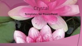  Presentation with water lily - Slide deck having two-red-beautiful-water-lily background and a coral colored foreground