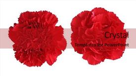  Presentation with heads - Presentation with two red carnation flower heads background and a crimson colored foreground