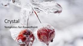  Presentation with ice frozen - PPT theme featuring two red crab apples frozen and covered with ice on snowy branch in winter close up background and a light gray colored foreground